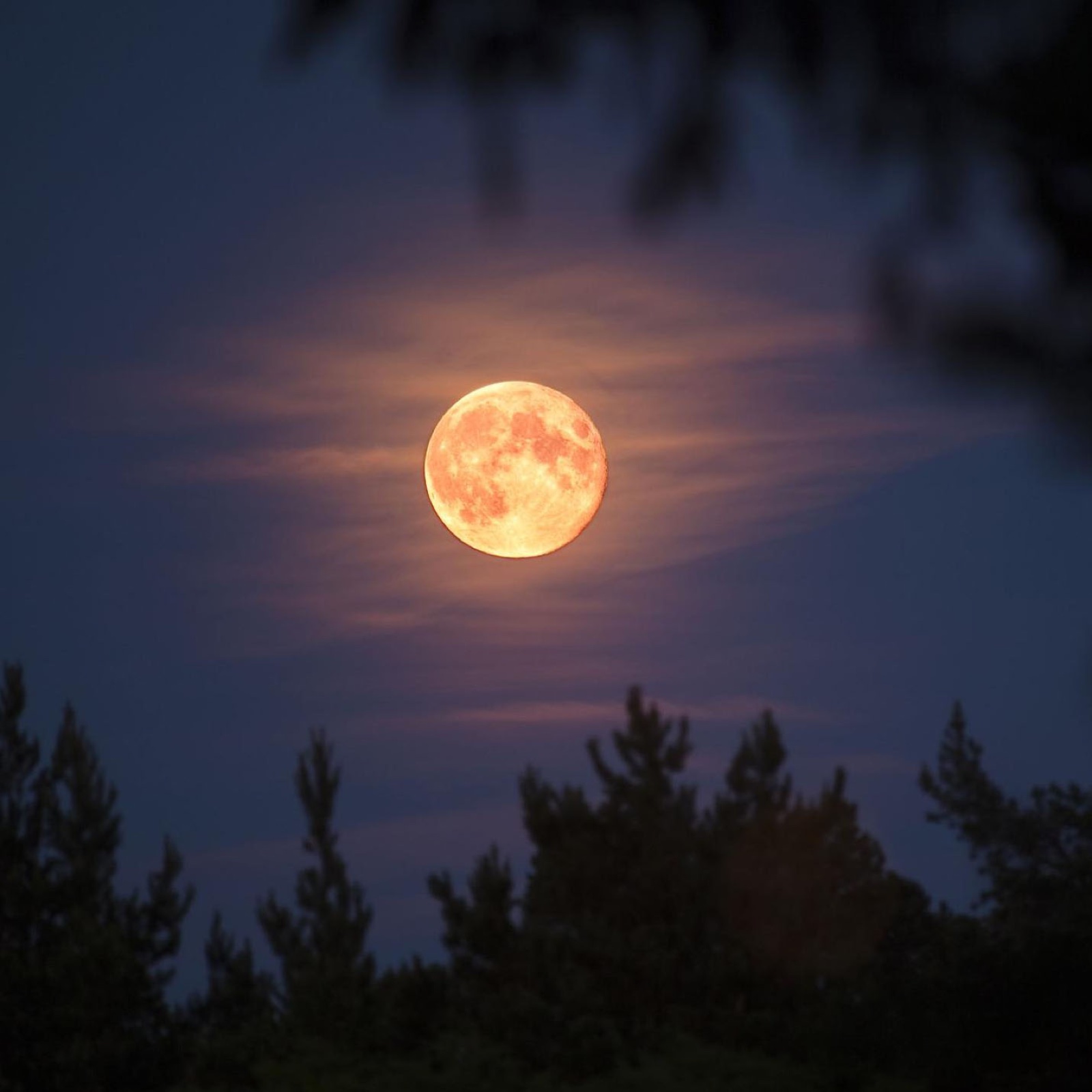 Park after Dark: Moonwalk + Stargazing