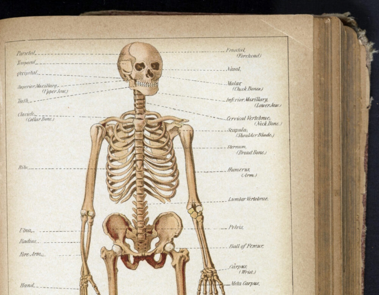 Stories of Science: Craft-tober - Saturday, October 31 at 10:00 AM in Old City, Philadelphia