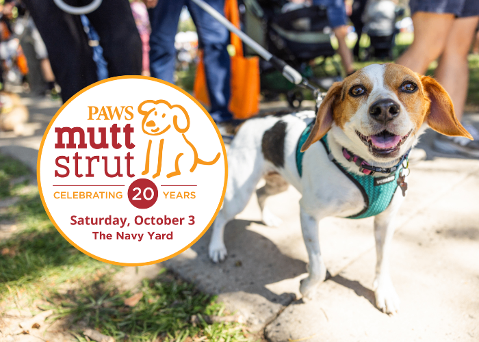 20th Annual PAWS Mutt Strut